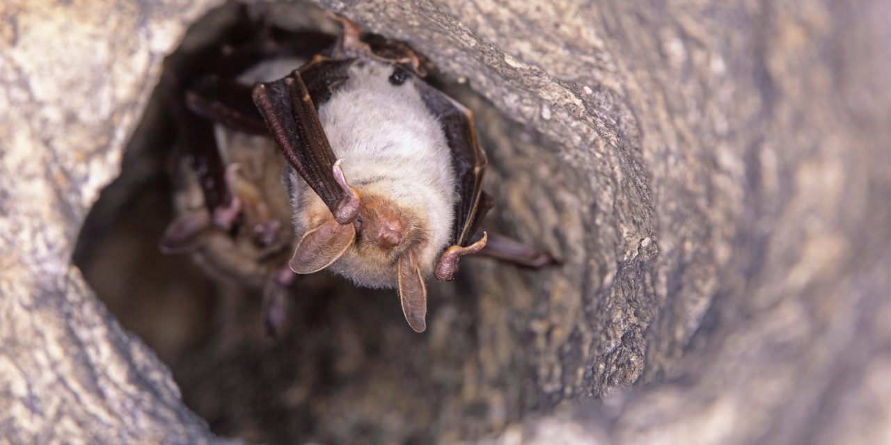 Balancing Ecology and Safety: Humane Bat Management