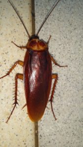 A close up of a cockroach on the ground.