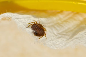 A brown bug sitting on top of a piece of paper.