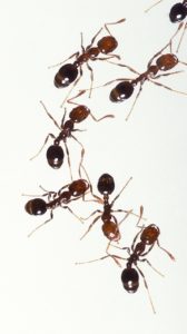 https://somdpest.com/wp-content/uploads/2021/05/so-md-ant-removal-168x300-1.jpg