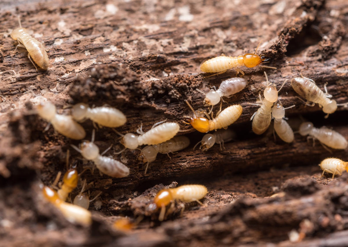 A group of termites are crawling on the bark.