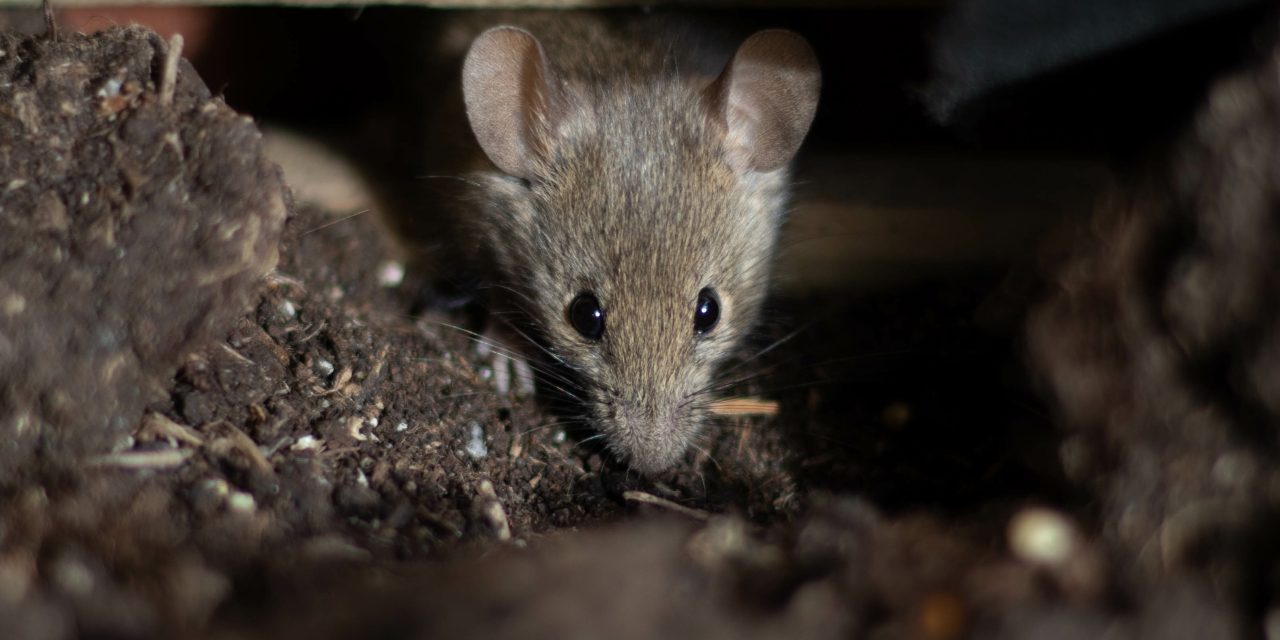 Expert Strategies for Rodent Prevention and Removal