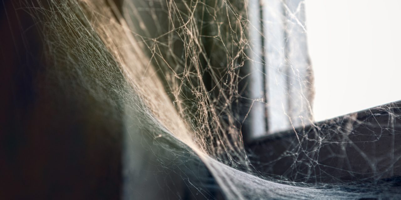 Tackling Spider Infestations: A Comprehensive Guide from a Pest Control Expert
