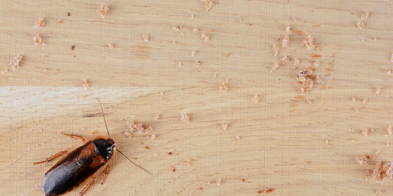 Navigating the Challenge of Cockroach Extermination: A Professional Perspective